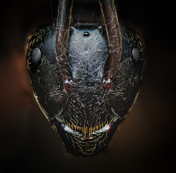 Photograph Hiro Hiro Ant on One Eyeland